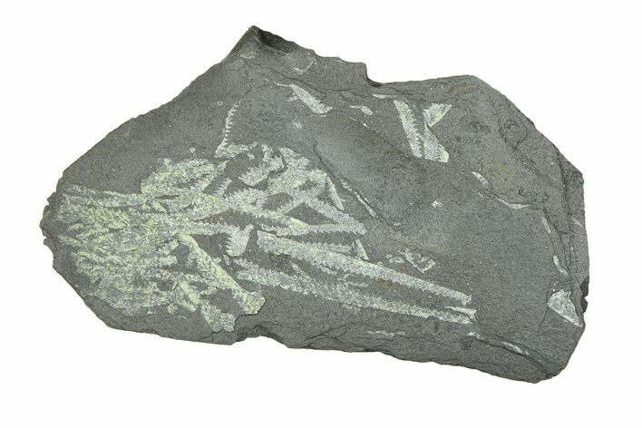 Fossil Graptolite (Didymograptus) Cluster - Wales #284948